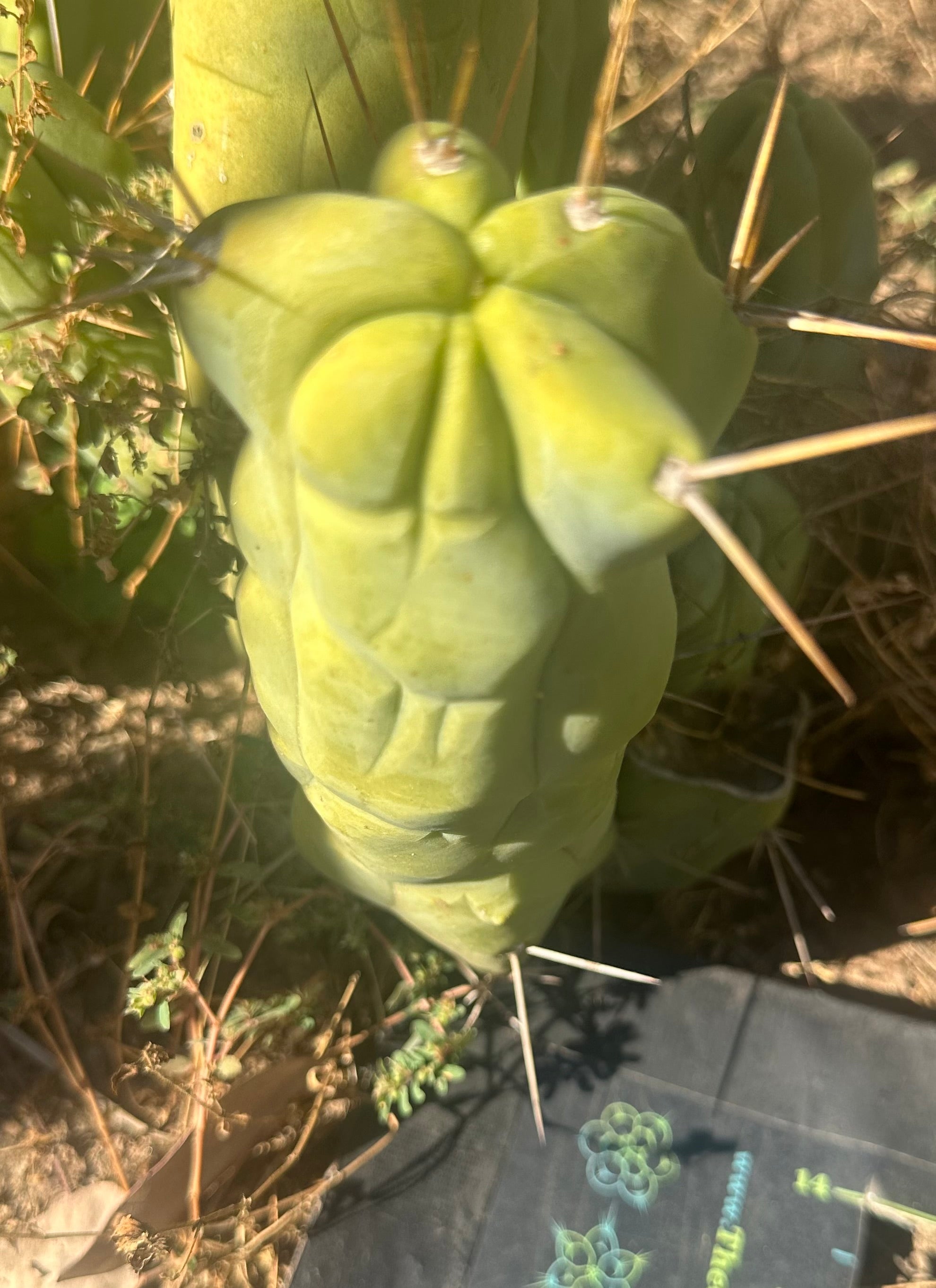 💎👑🌶️ Mel — Pudgy 8” pup