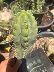 💎🌶️🌶️ NOM — Fat 9” Tip