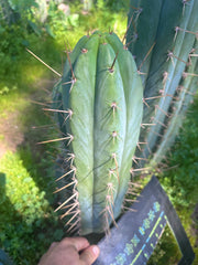 💎 Huarazensis x Bertha —  Massive 14” Tip