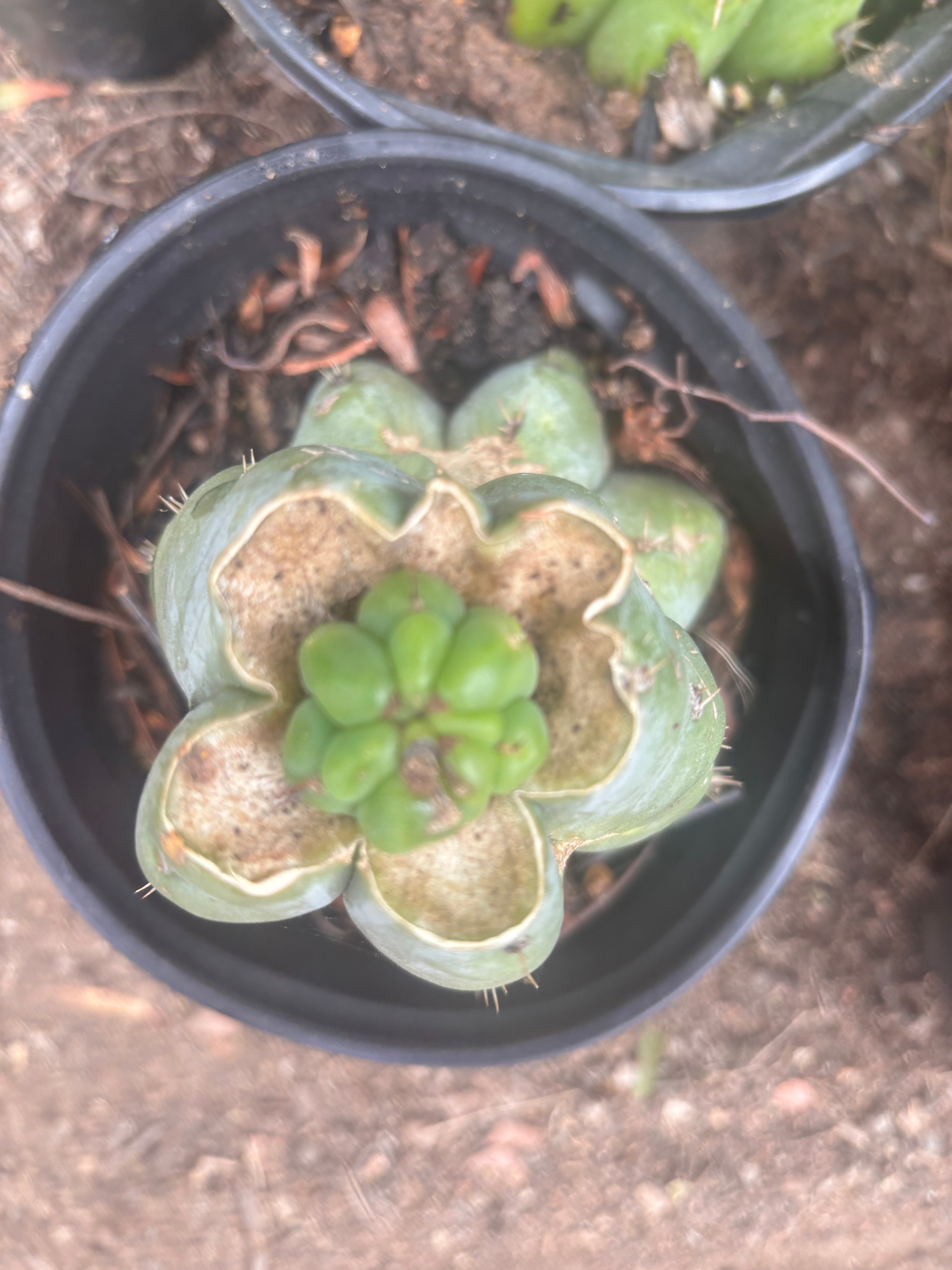 💎👑💎 Havran — Pup Graft on Rooted Shine01