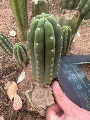 💎👑🌶️ Ichoca — 6” Pup