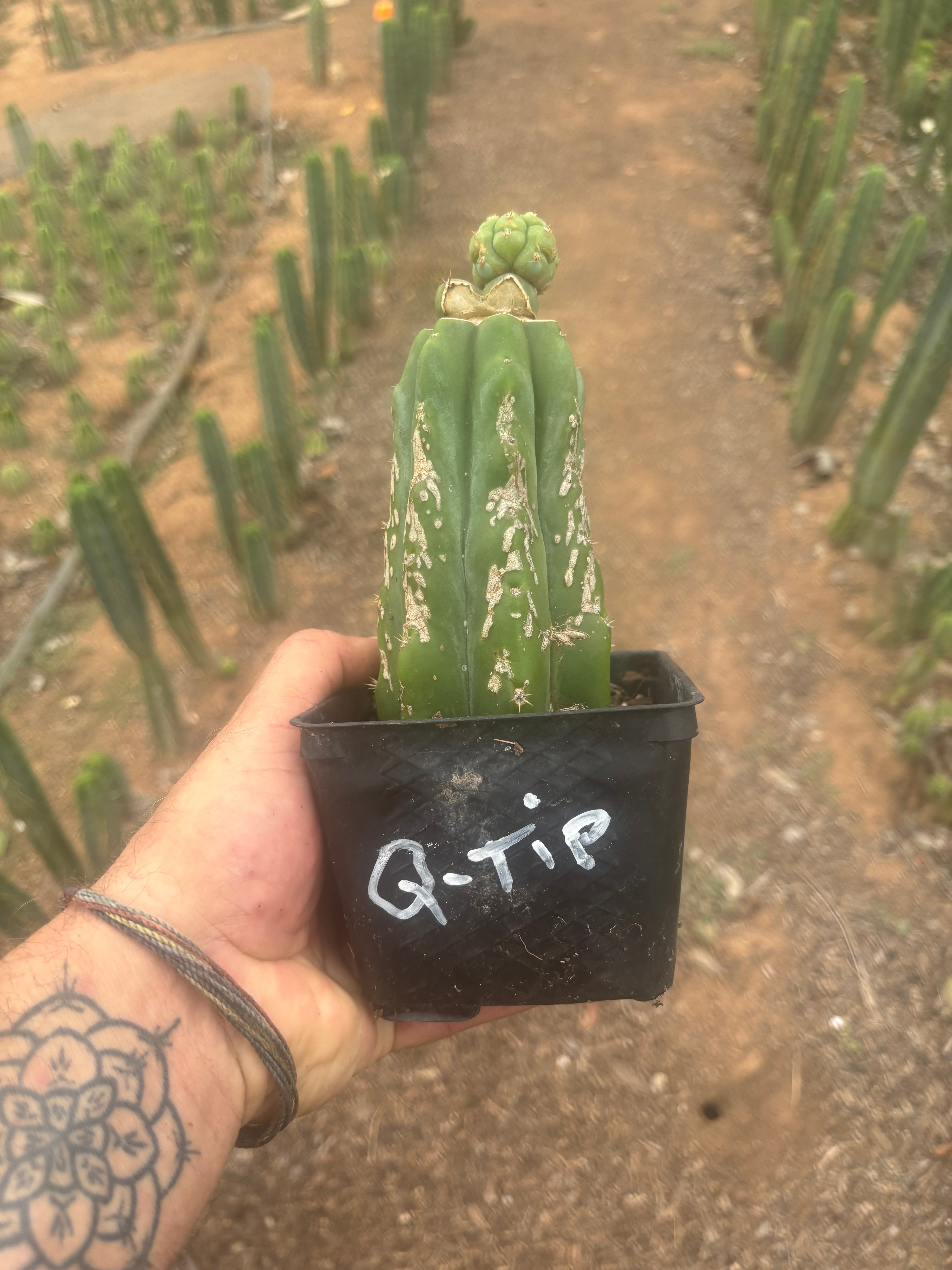 💎👑 Q-Tip — Pupping Slab Graft on Rooted PC