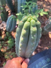 👑🌶️  Ichoca — Chonky 7” Tip