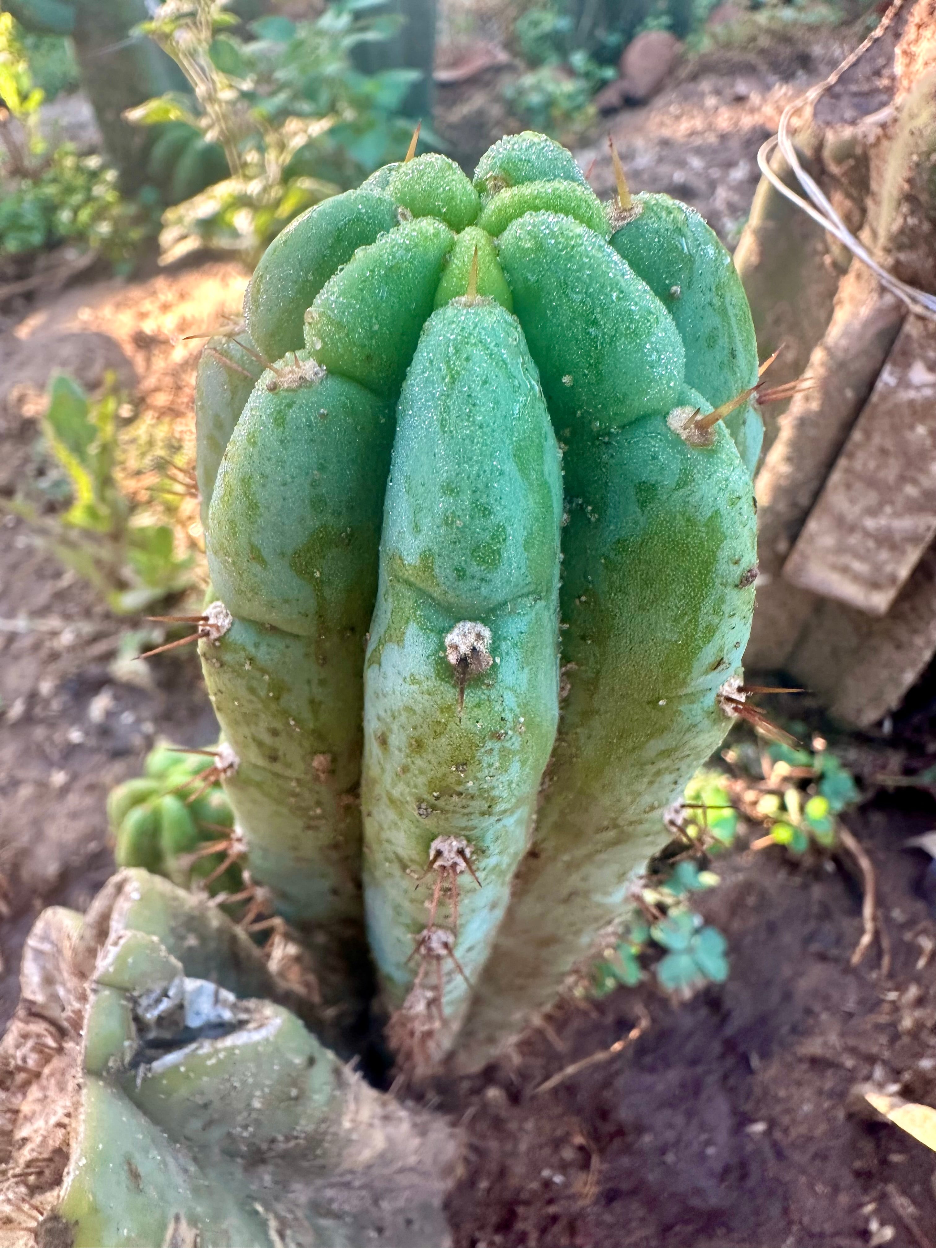 💎👑🌶️🌶️ Another Austy’s Bomb (TNT) — 8” Pup