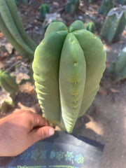 💎👑🌶️ Ferah — Another Chonky 9” Tip