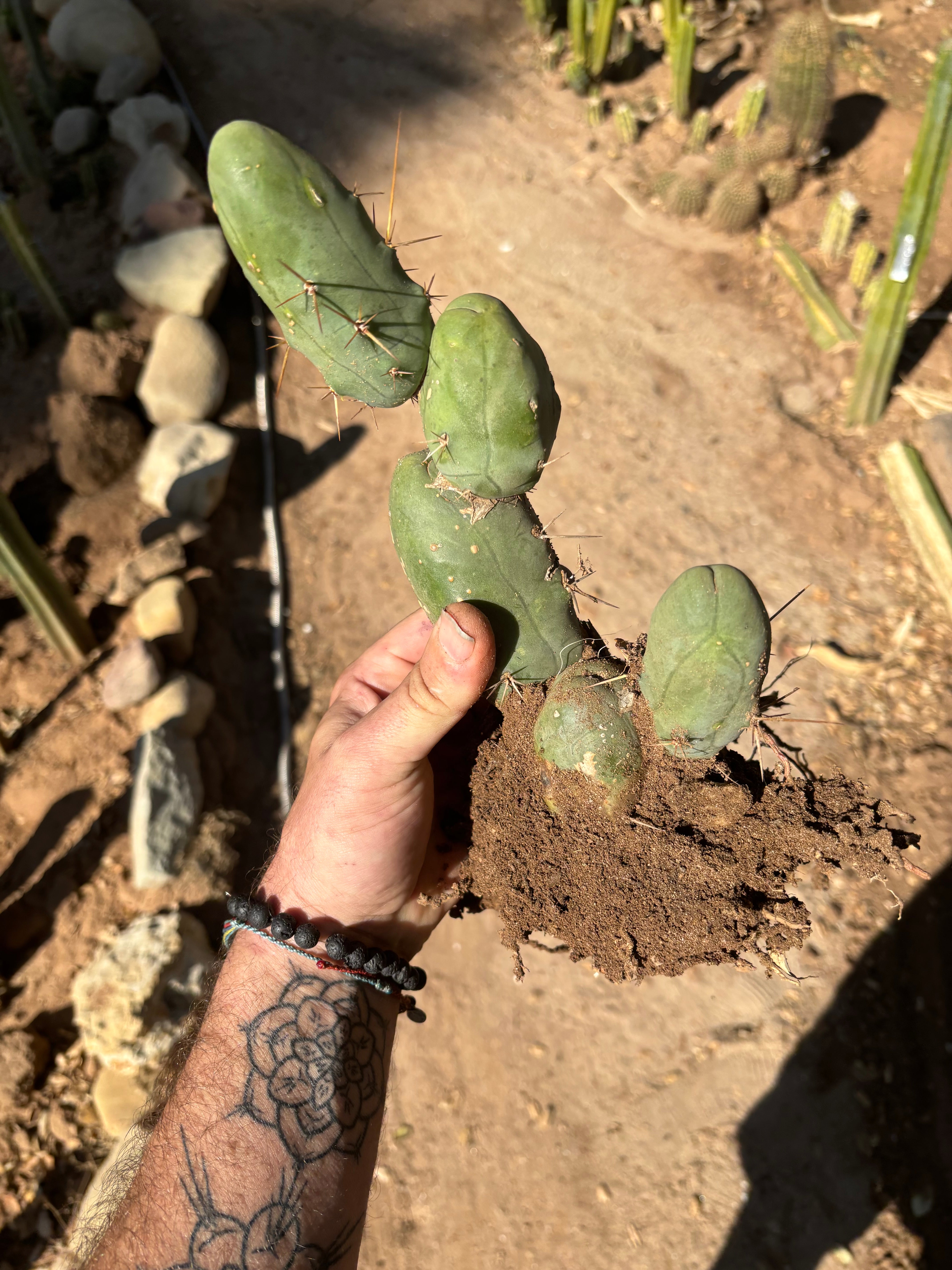 👑🌶️🌶️  TBM Clone B — XL Fully Rooted