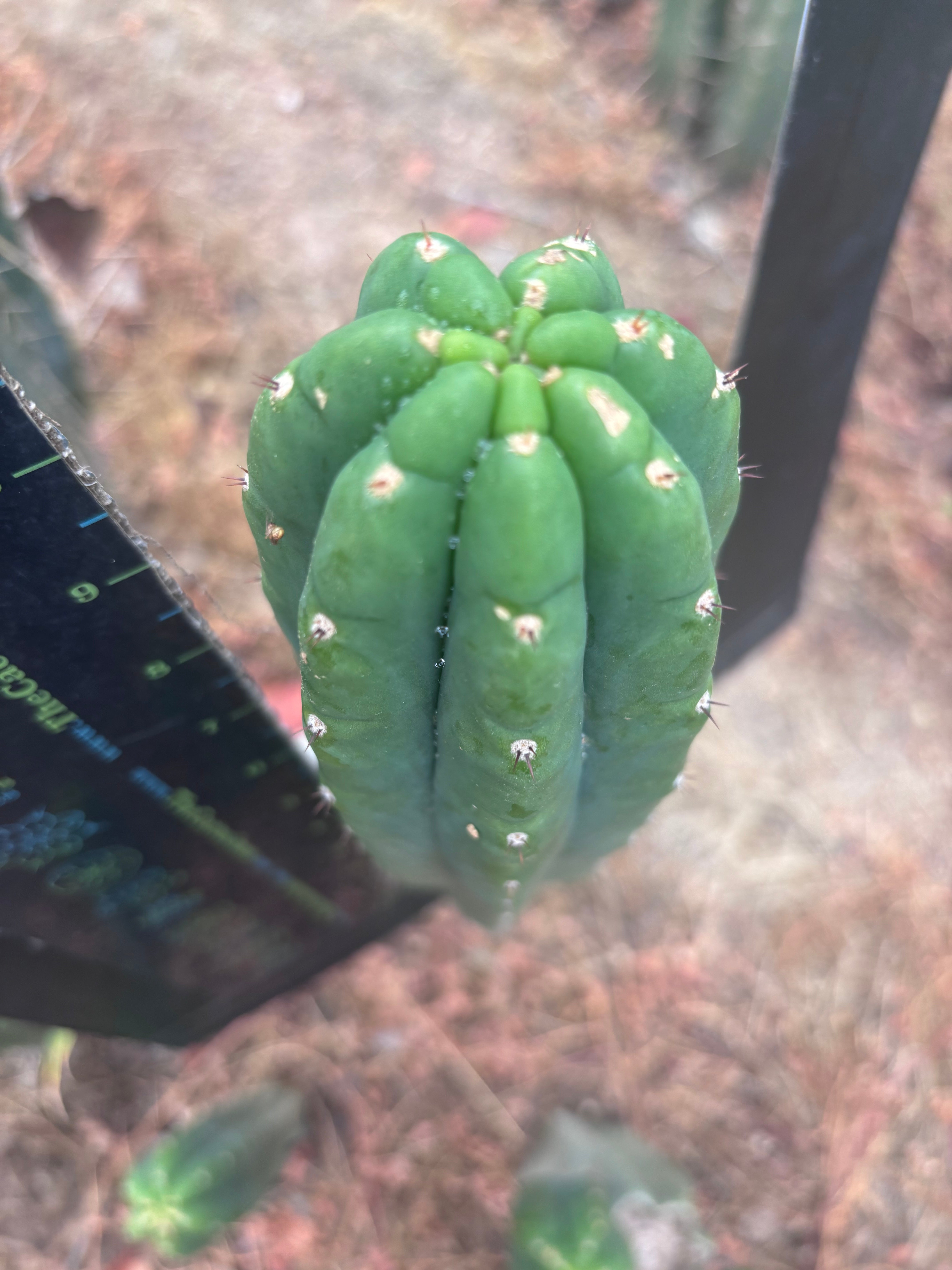 👑🌶️ Genesis — 11” Pup