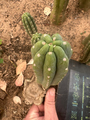 💎👑🌶️ Ichoca — 6” Pup