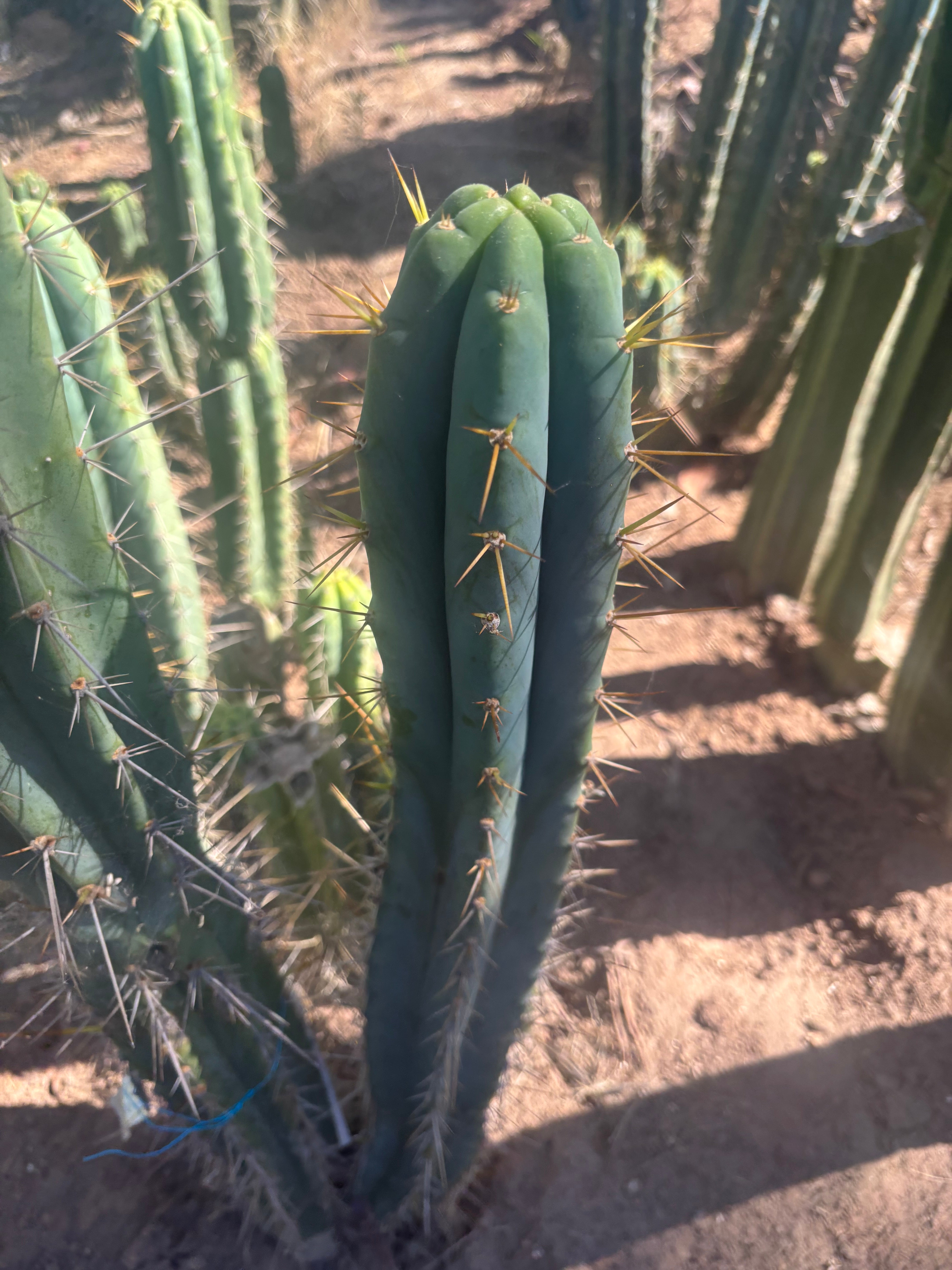 💎🌶️ 0102 — XXL Two Footer Tip (24”)