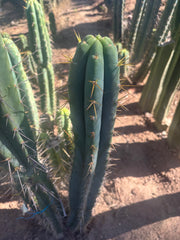 💎🌶️ 0102 — XXL Two Footer Tip (24”)
