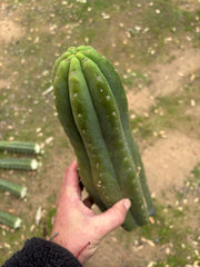 💎👑🌶️ Tom Juuls Giant  — XL 14” Tip