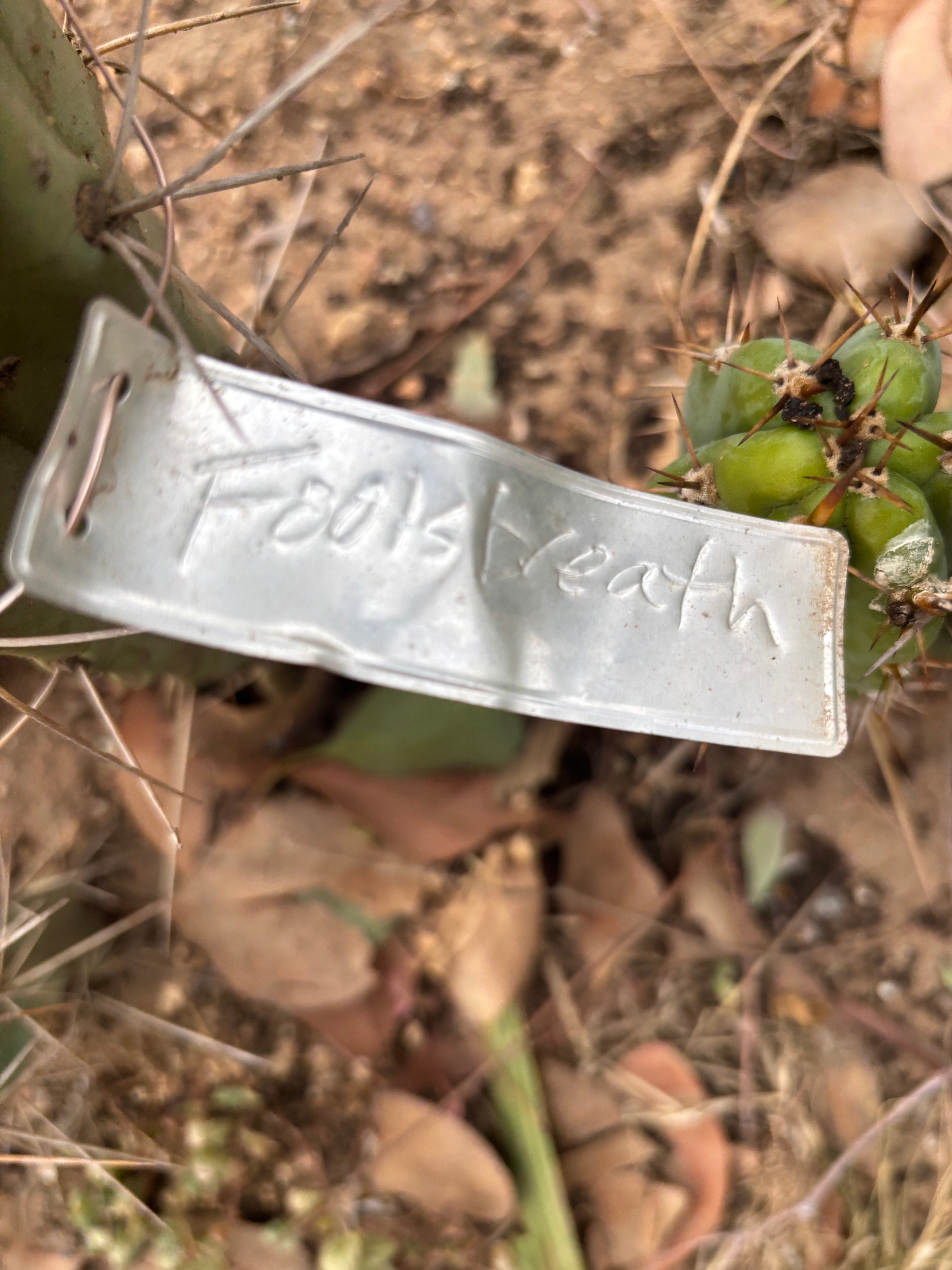 👑💎🌶️ Foolsbreath — 12” Tip