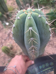 💎👑🌶️ CGG — Massive 10” Tip