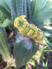💎👑 Dr. Funkenstein — Crested Graft on LER