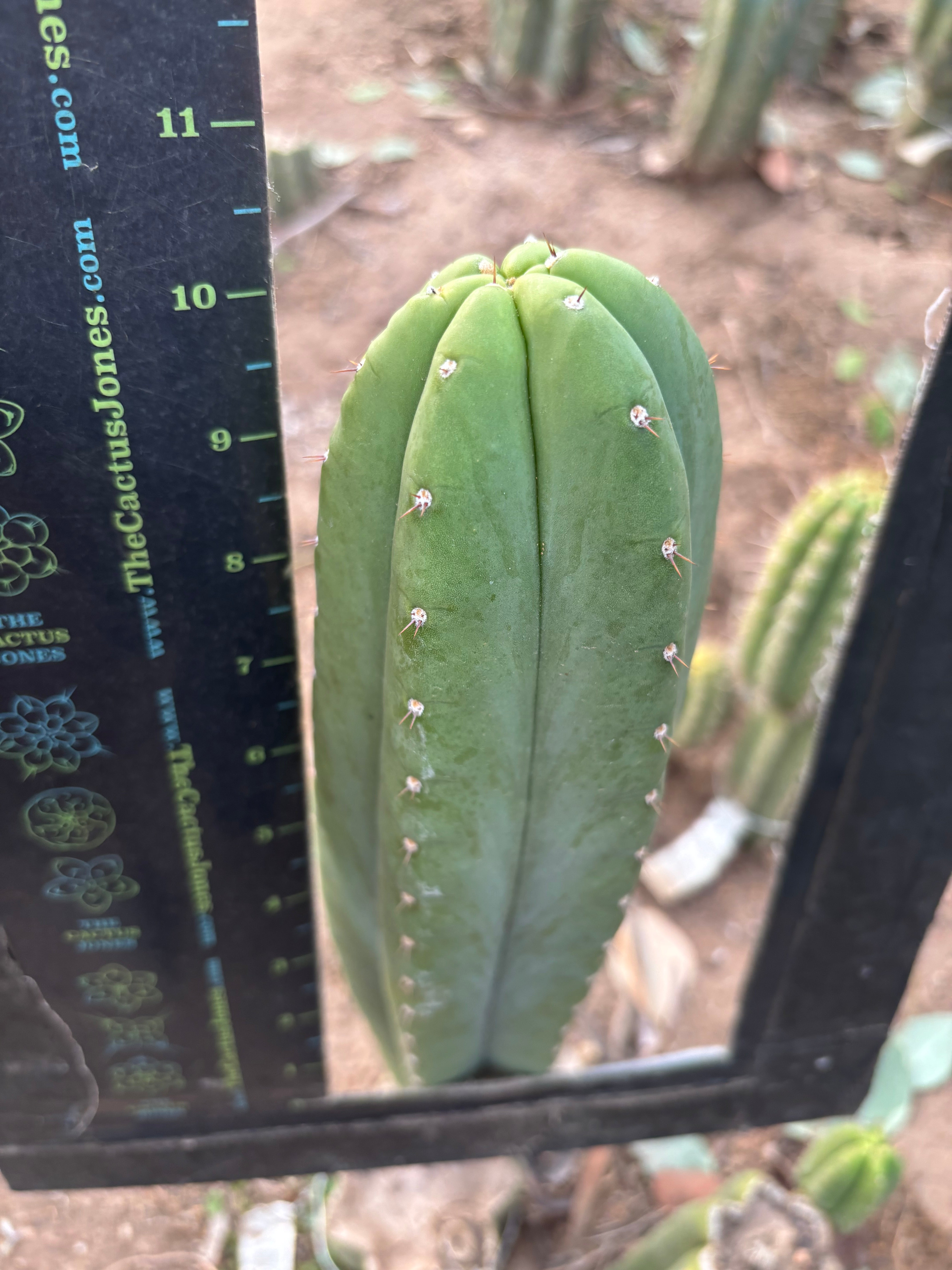 👑🌶️ Soozy — Chonky 10” Tip