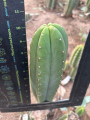 👑🌶️ Soozy — Chonky 10” Tip