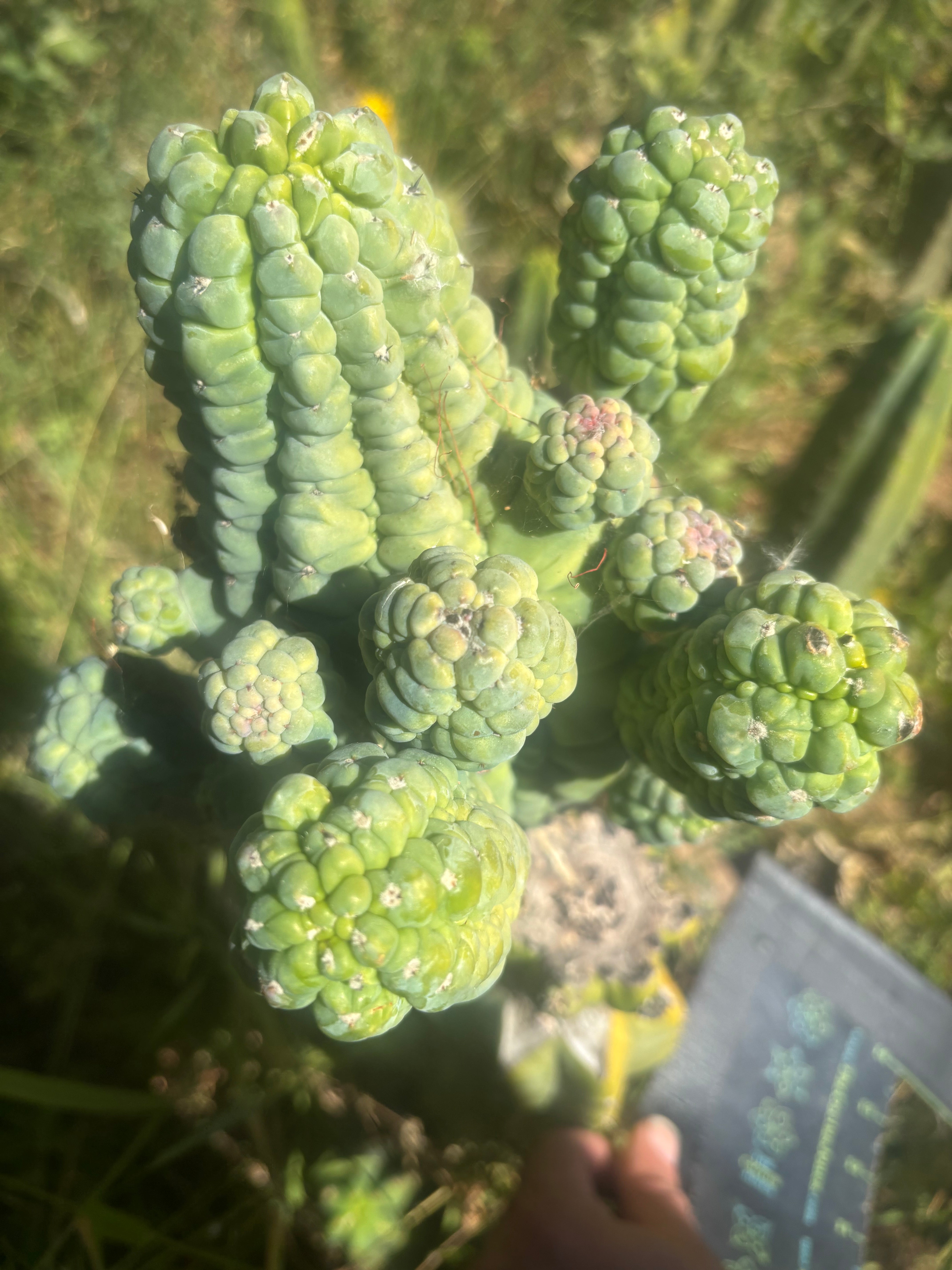 💎👑💎 Glorp — Crazy XXL Pupsplosion Graft
