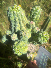 💎👑💎 Glorp — Crazy XXL Pupsplosion Graft
