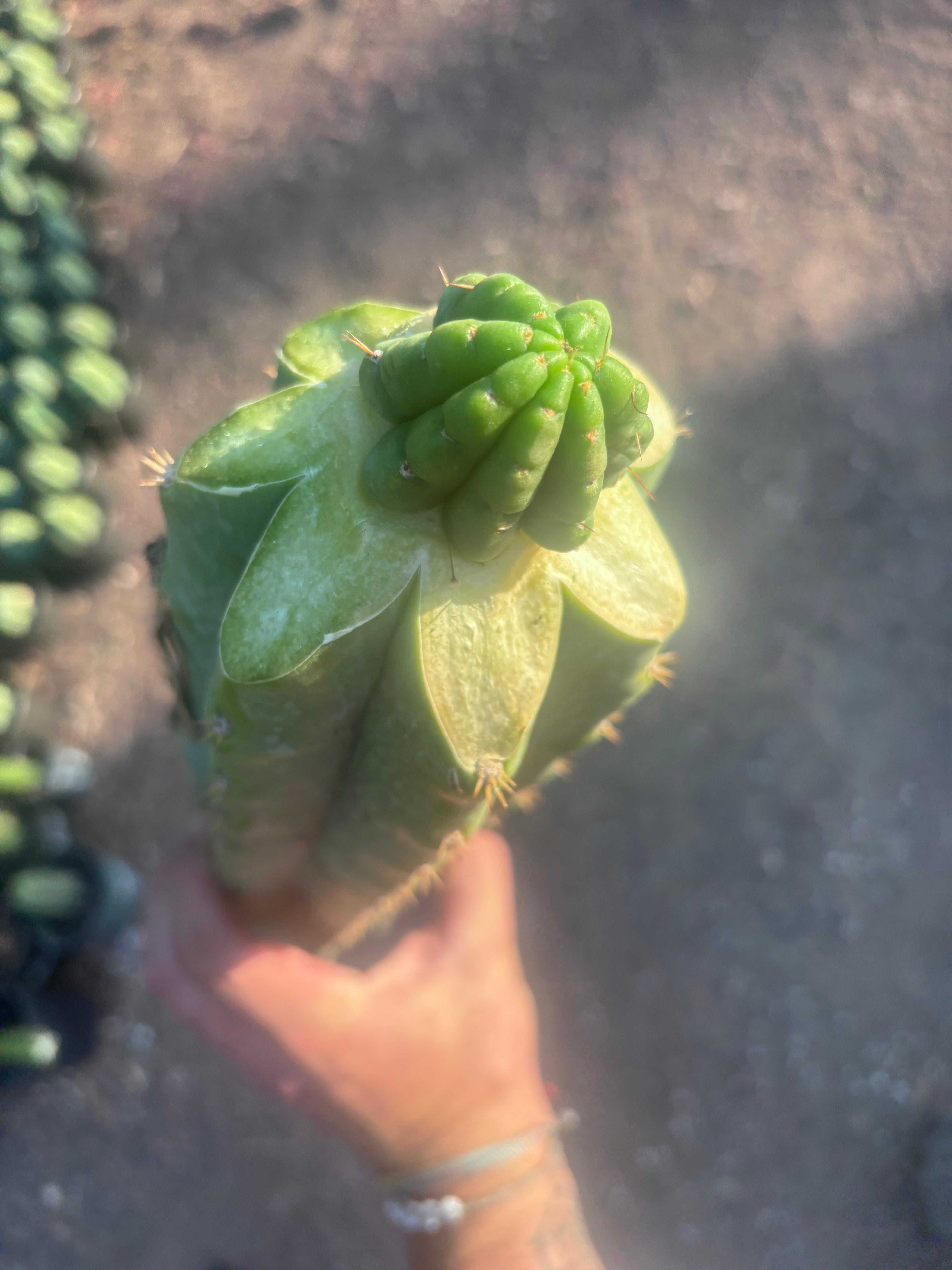 💎👑💎 Havran — Graft on Massive XL Stock