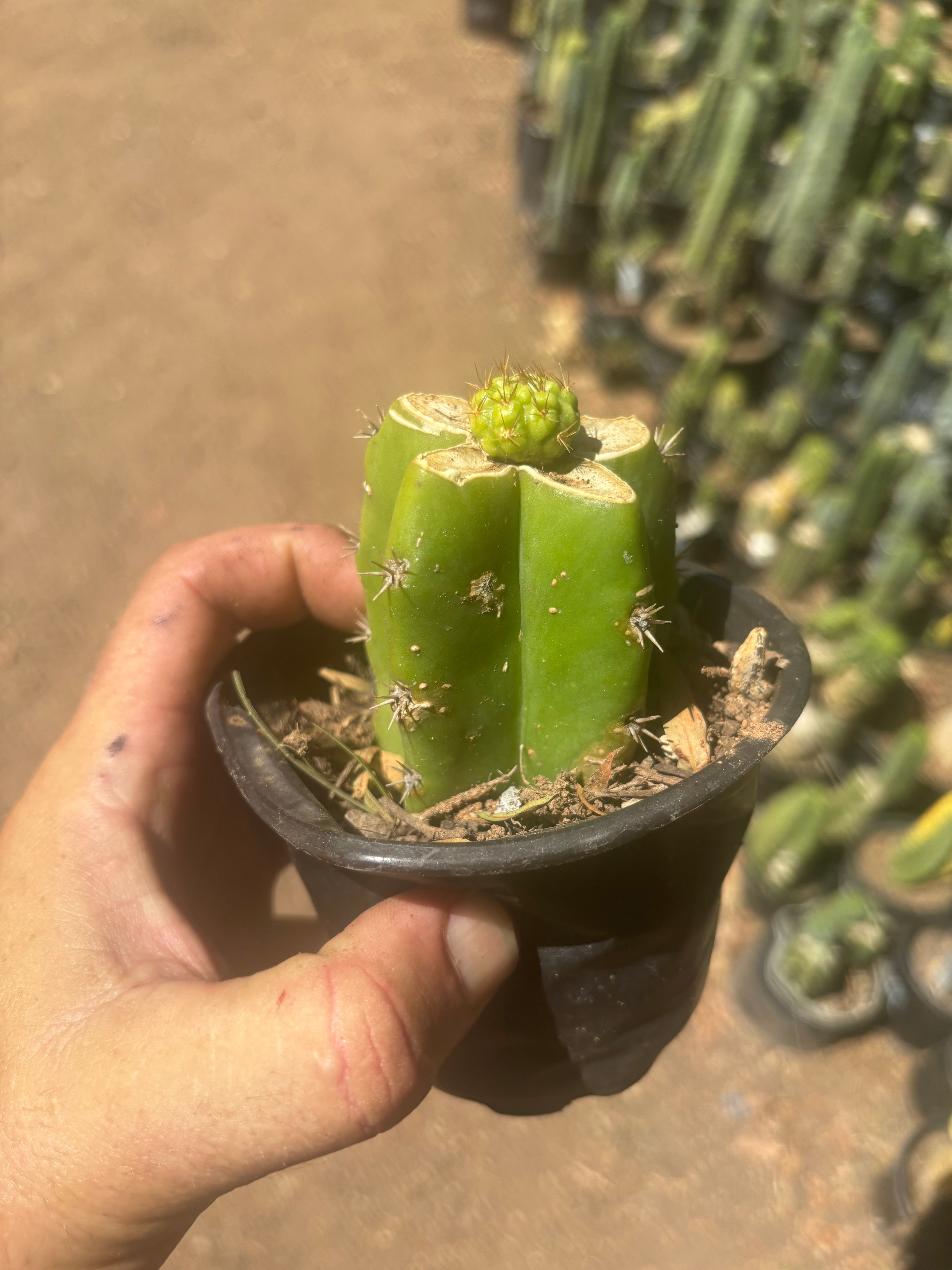 👑 Hulk’s Balls — Graft On Rooted PC