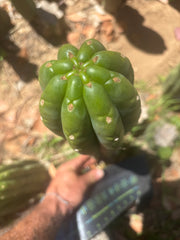 💎👑🌶️ The Field’s Pachanoi — XL 15” Pup