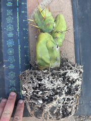 👑🌶️🌶️  TBM Clone B — Fully Rooted