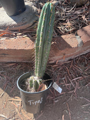 💎👑💎(🌶️ ) Tipz — Fully Rooted 16”