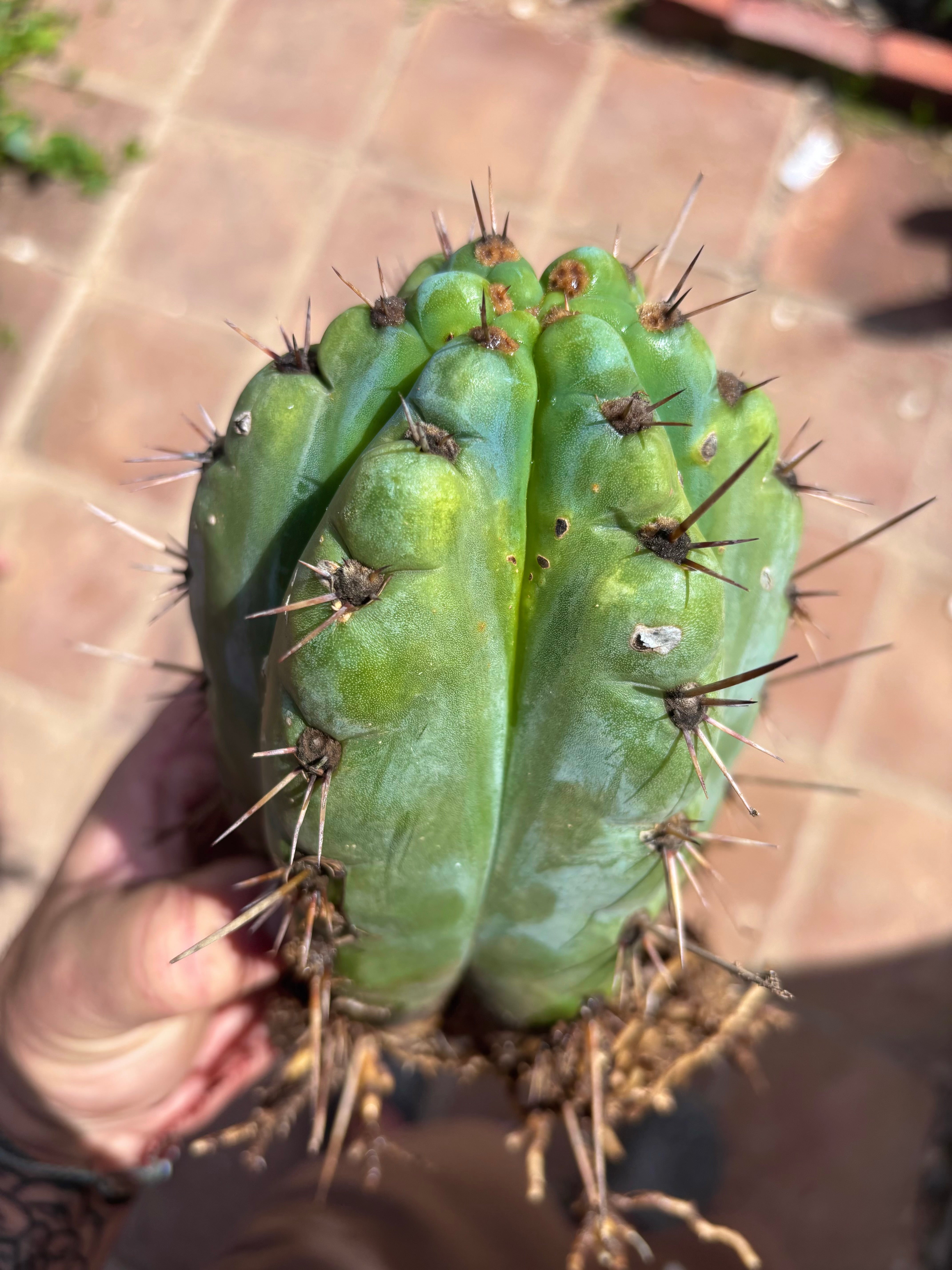 💎👑💎 Papa Smurf — Fat Rooted 8” Notch Bomb