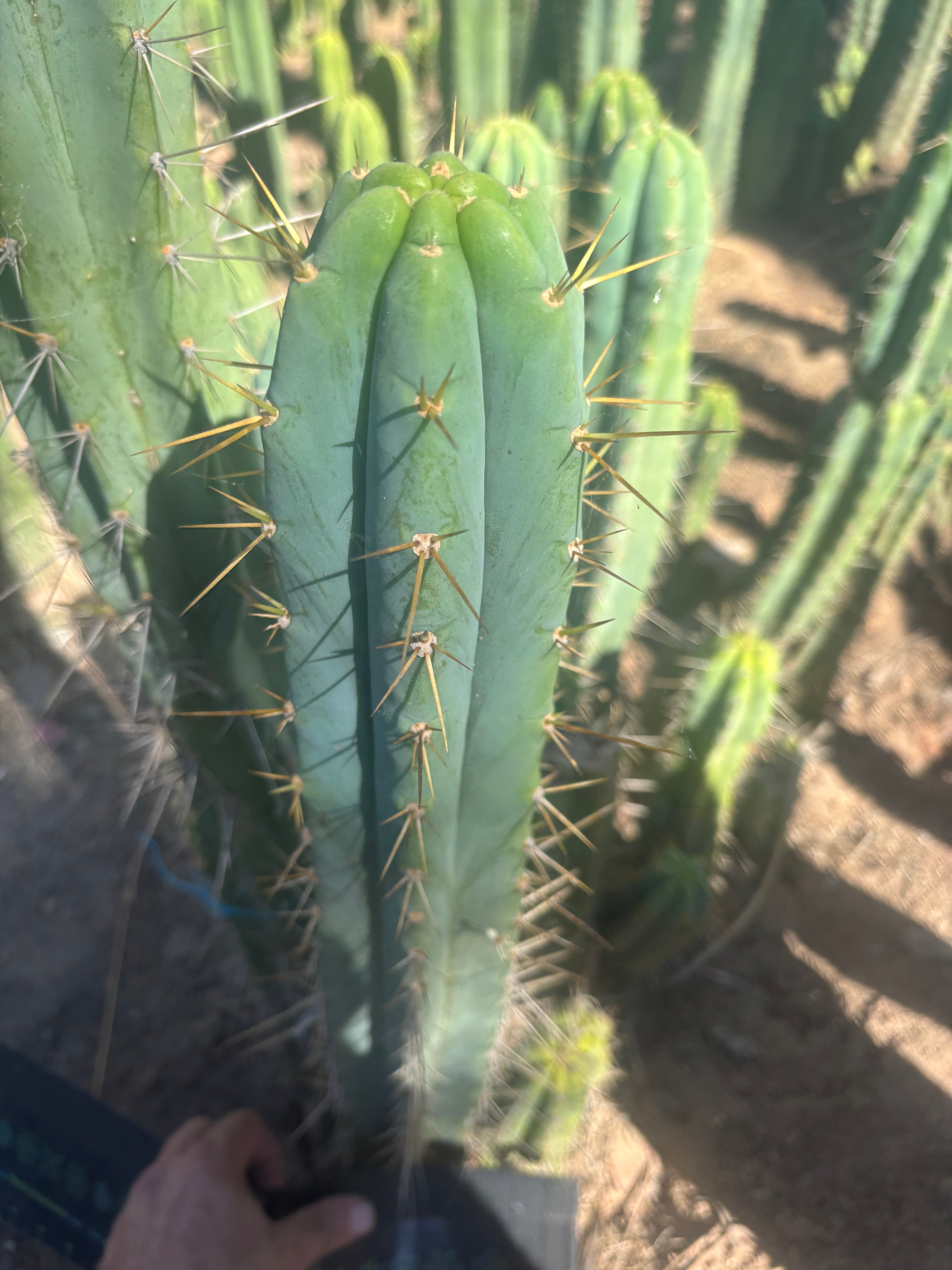 💎🌶️ 0102 — XXL Two Footer Tip (24”)