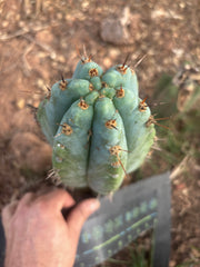 💎👑💎 Papa Smurf — Fat 10” Tip