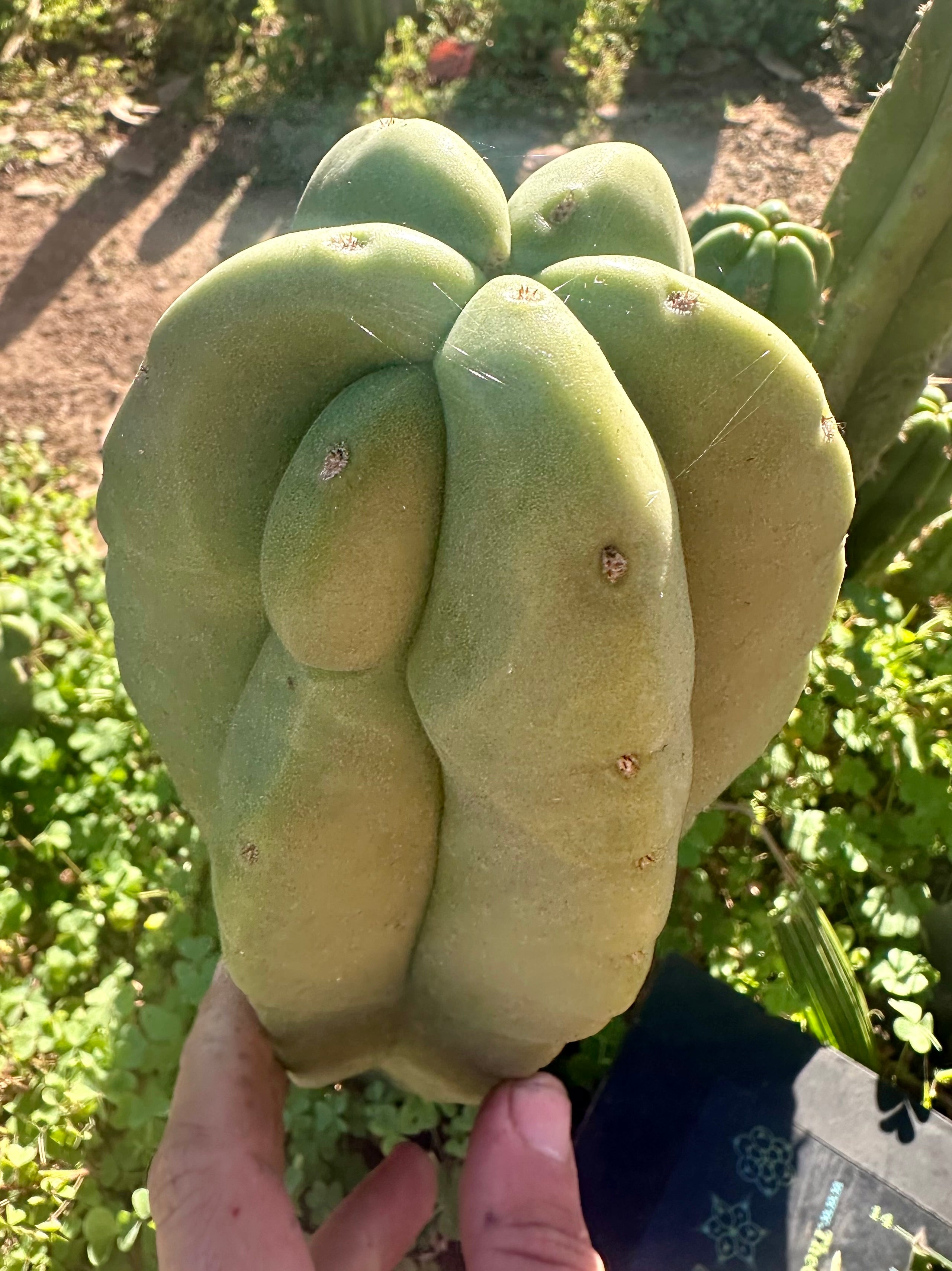 👑💎 Aussie Scop  — FAT 10” Tip