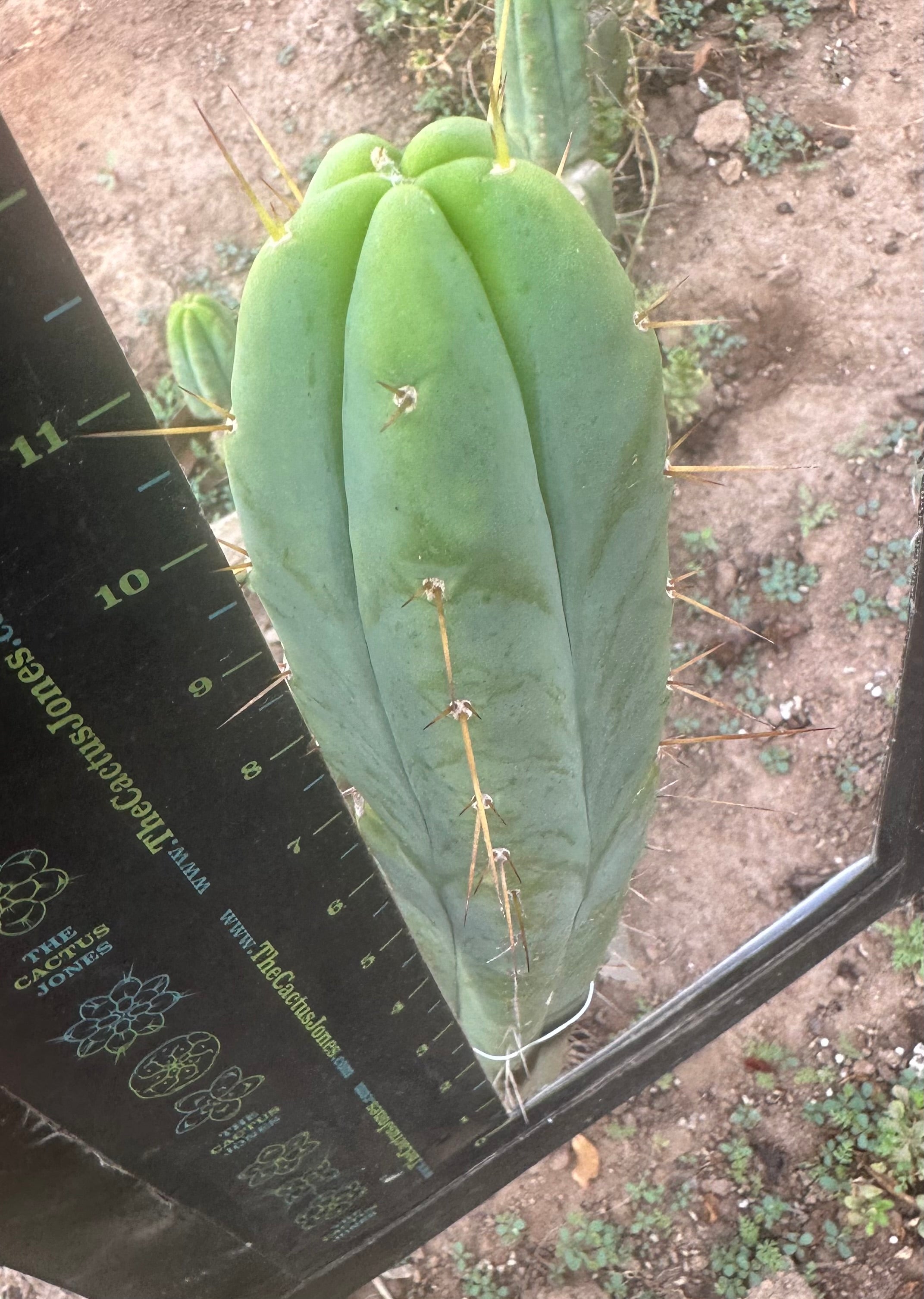 👑🌶️ Exotic Gardens Bridge — 12” Tip