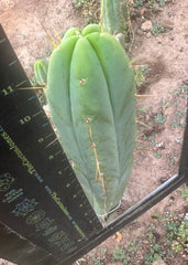 👑🌶️ Exotic Gardens Bridge — 12” Tip