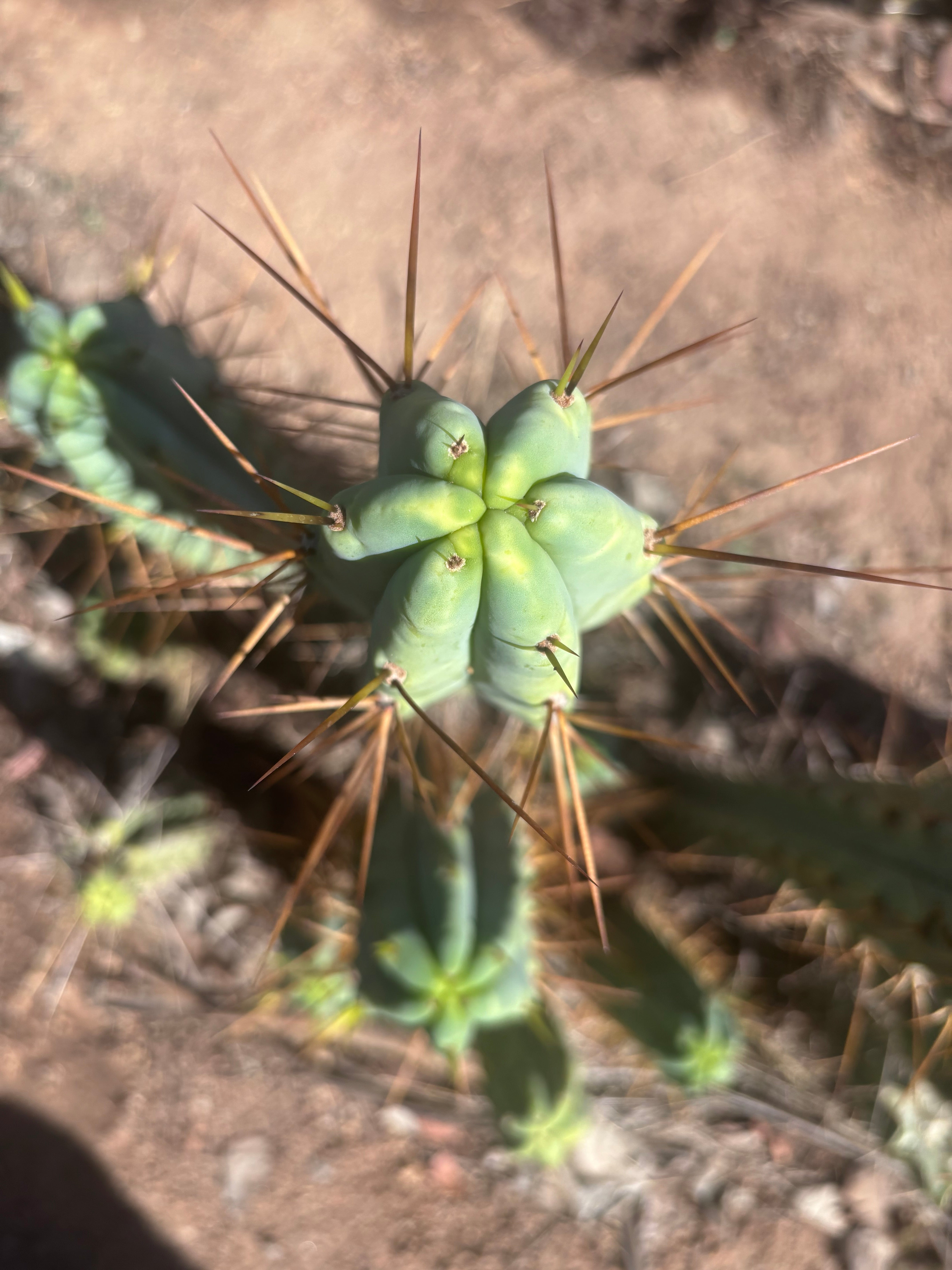 👑🌶️ Medicine Man — 13” Tip