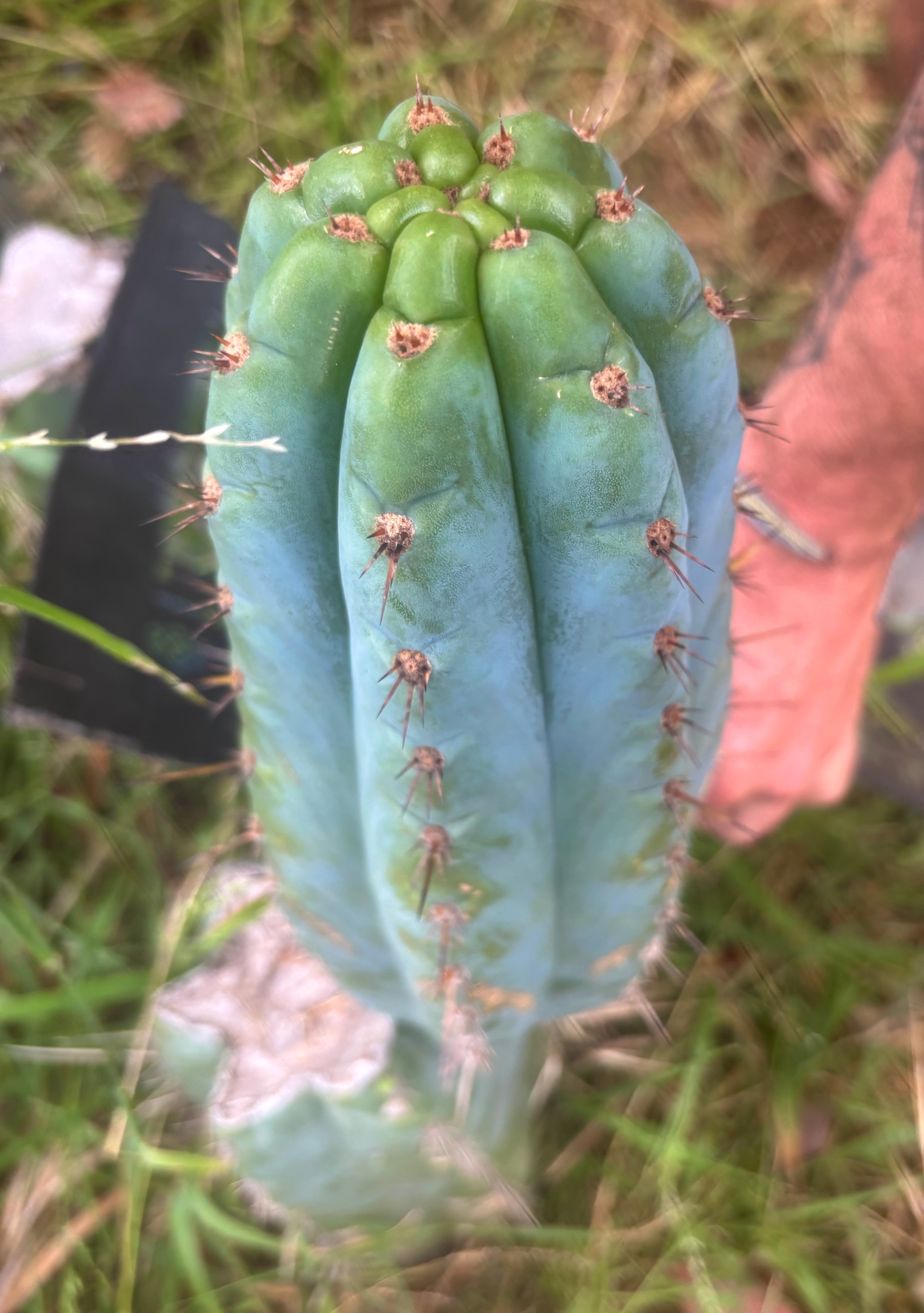 💎👑💎 Papa Smurf — XL Beefy 11” Pup