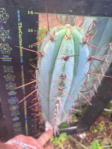 💎👑 Rosei 2 — Flawless 13.5” Pup