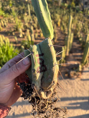 👑🌶️ B01 — Rooted Mid w/Pup