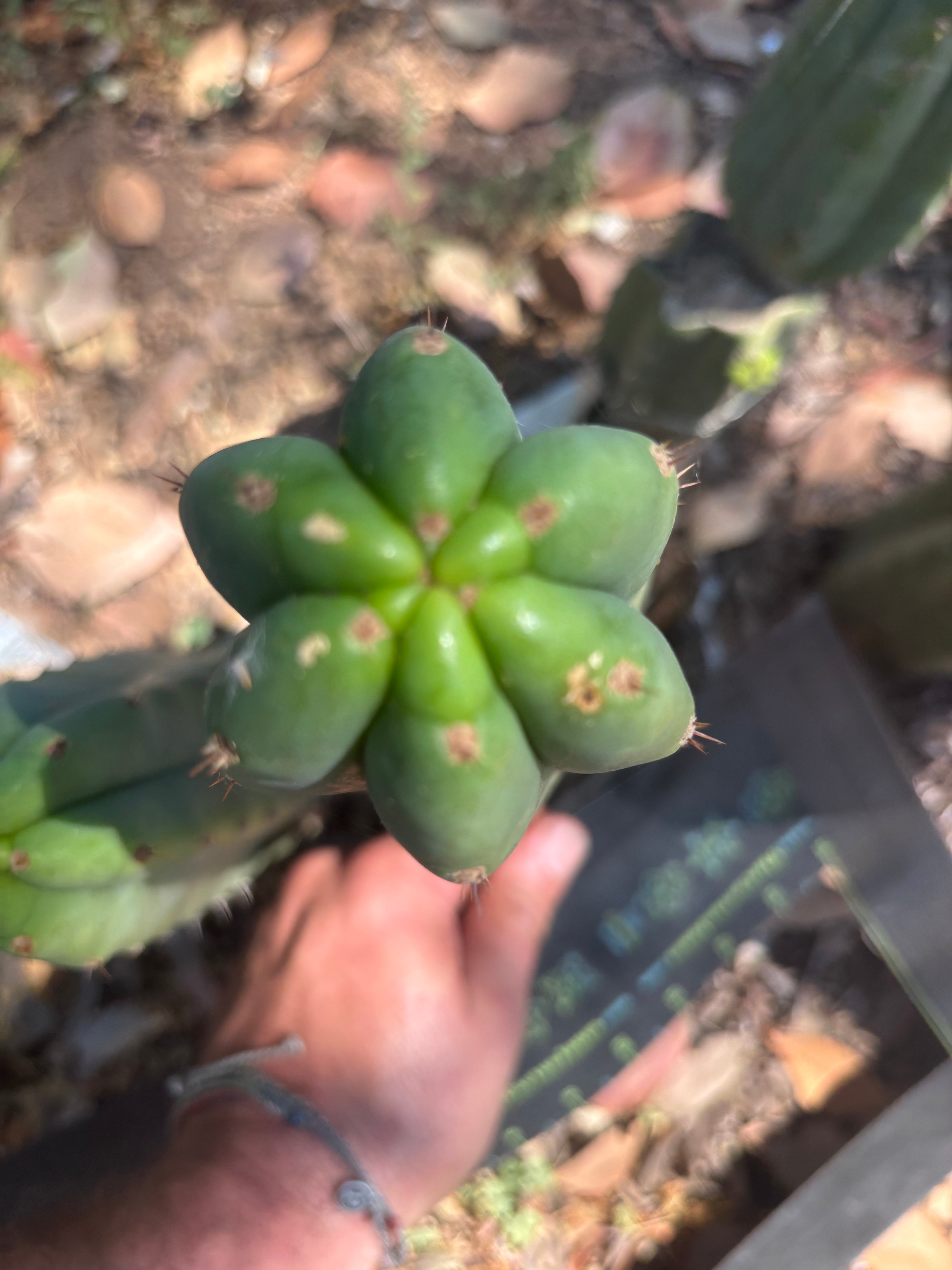 👑🌶️🌶️ Landfill — 11” Tip