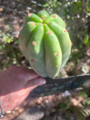 💎👑🌶️🌶️ KR04 — Another 7” Tip