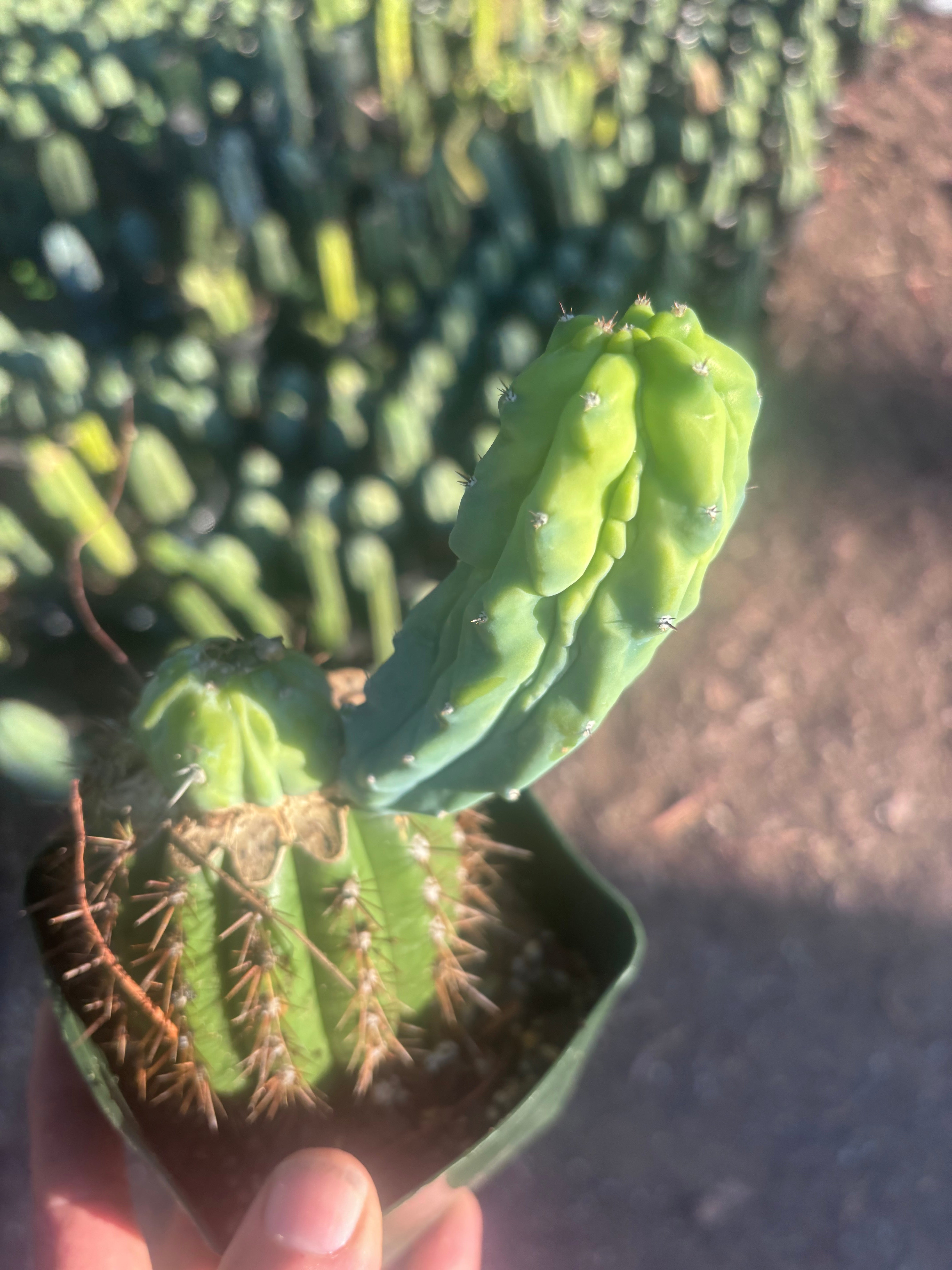 👑💎 Grecas — Rooted Butt Graft with Pup