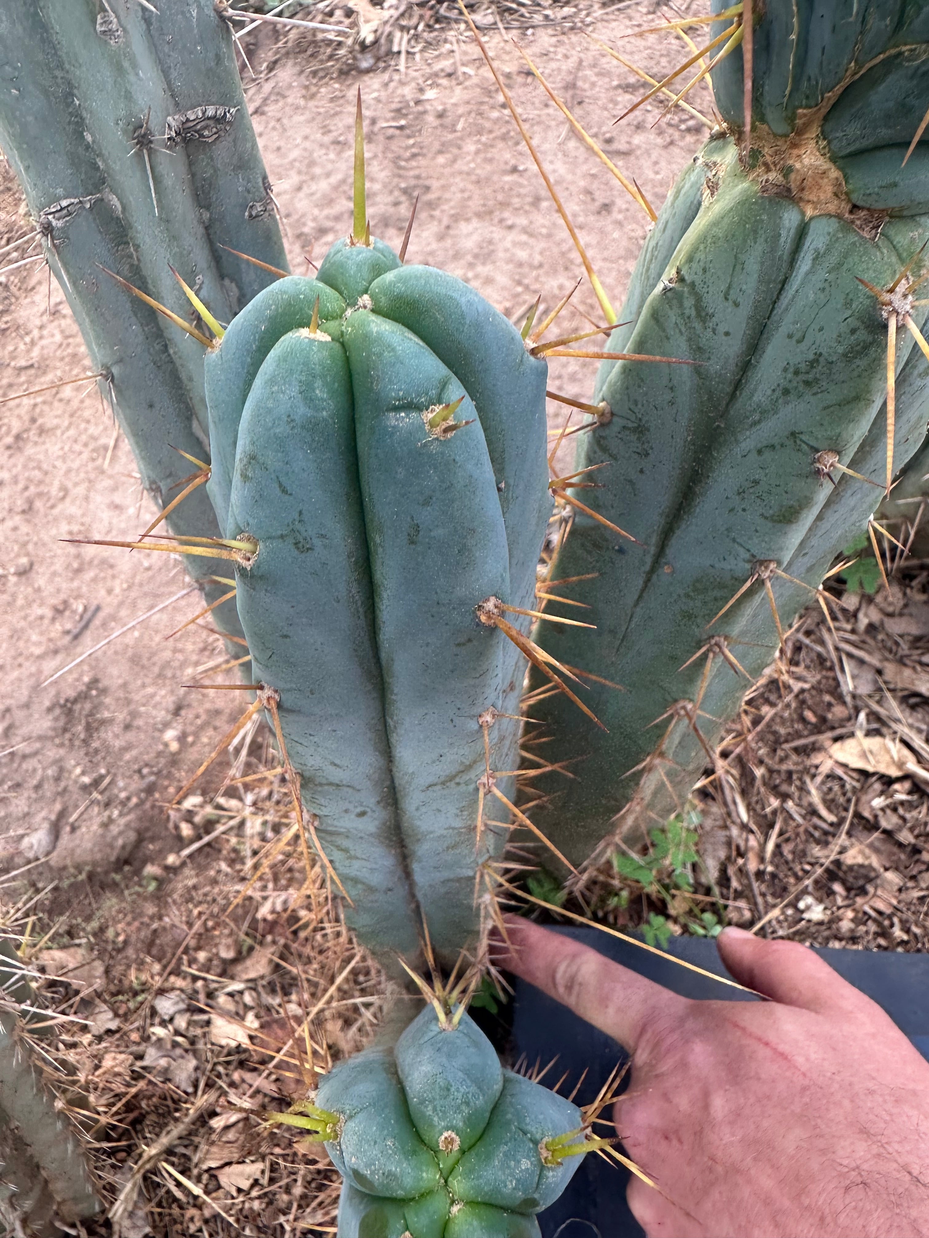 👑🌶️ S.S. Achuma — 10” Tips (2)