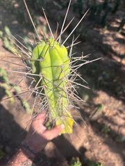 👑🌶️ Medicine Man — 11” Tip (14” Graft Total)