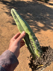 👑🌶️🌶️ Eileen — Rooted 14” Tip
