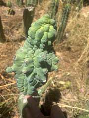 👑💎 Glorp — FAT XXL Graft