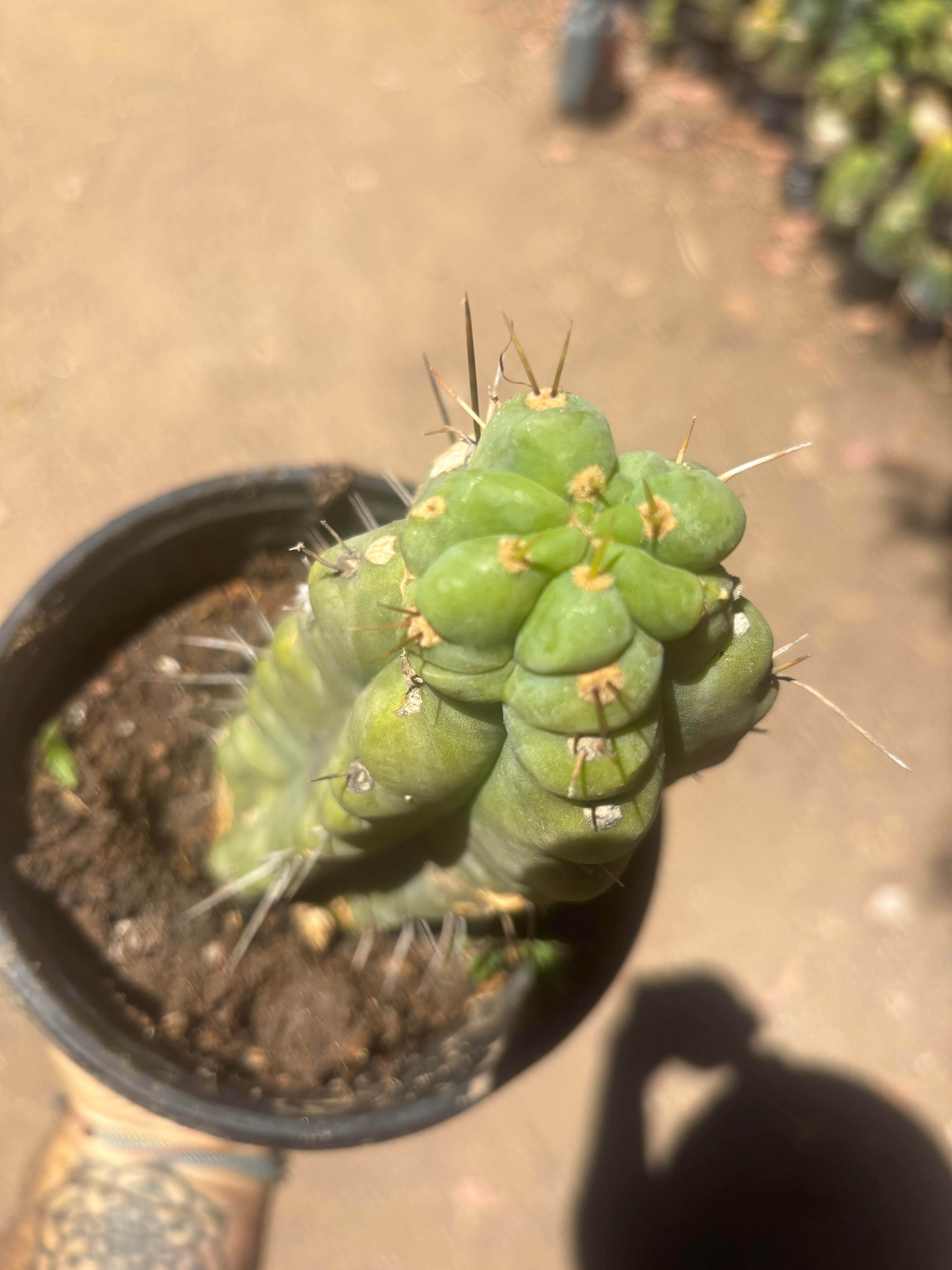 💎🌶️🌶️ NOM — Rooted Pup
