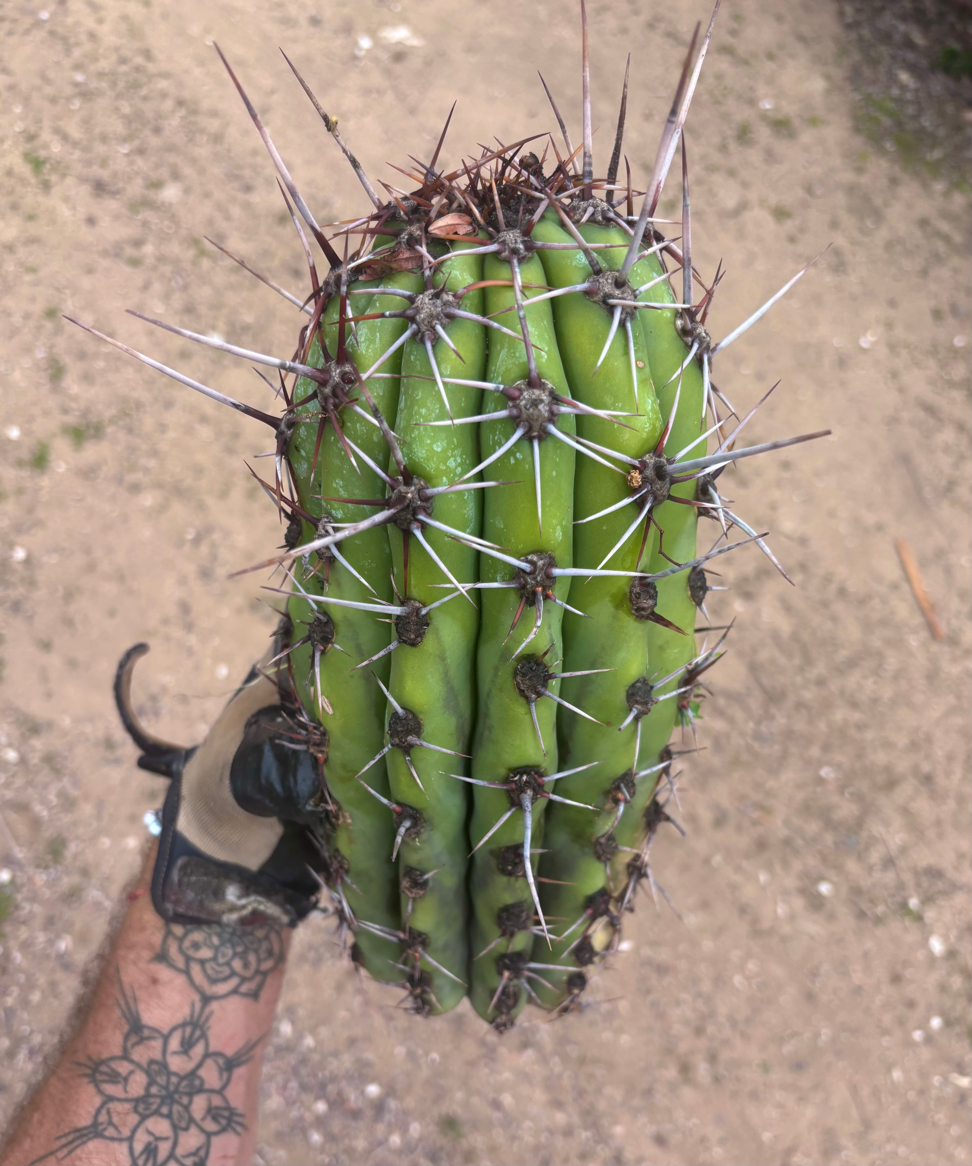 💎 Taquimbalensis — Massive Tip