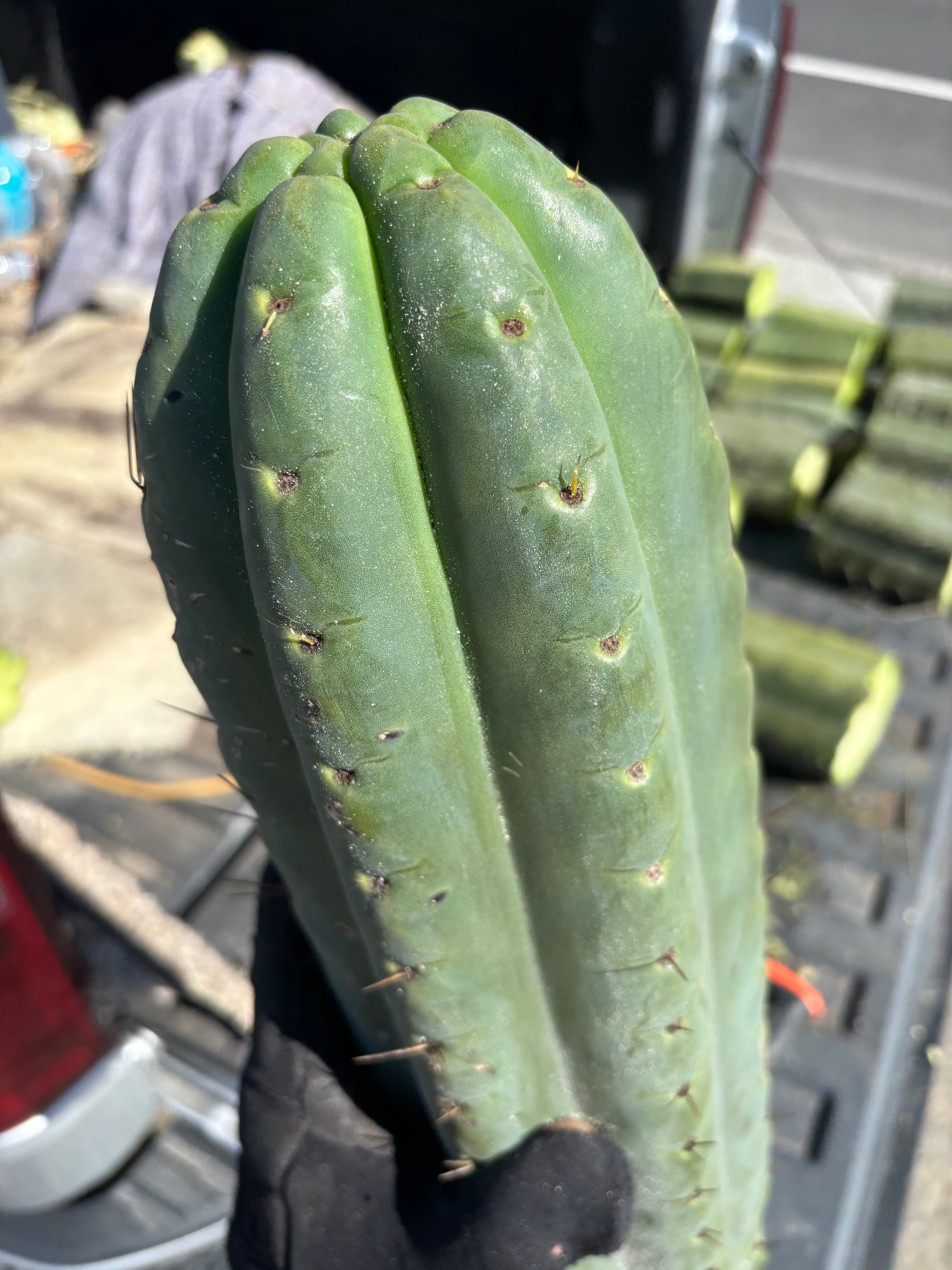 💎🌶️ SS02 x Yowie — MASSIVE 15” Tip