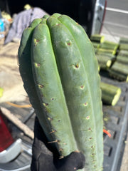 💎🌶️ SS02 x Yowie — MASSIVE 15” Tip