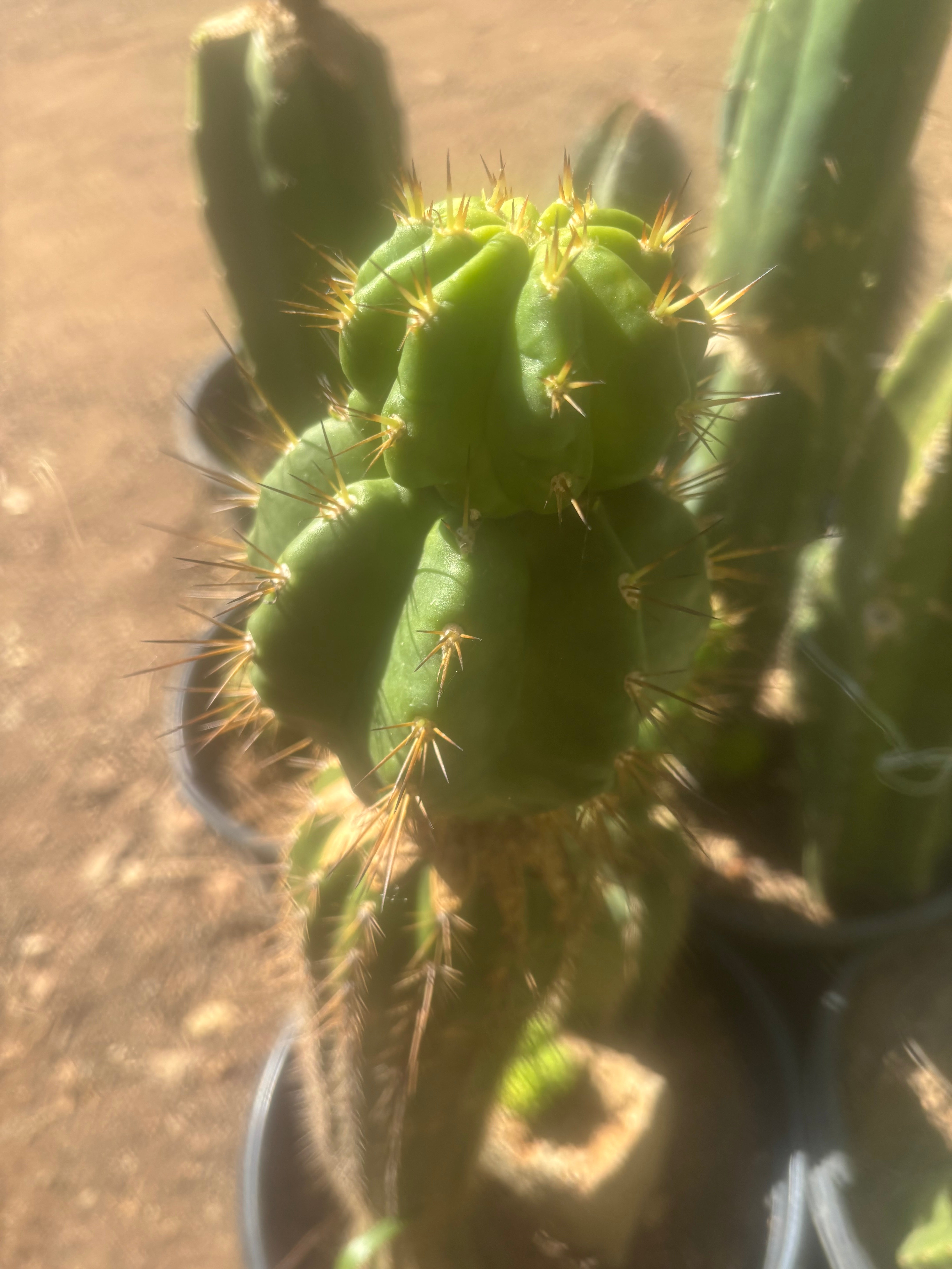 💎👑💎 Tetris — Pup Graft on Rooted 14” PC