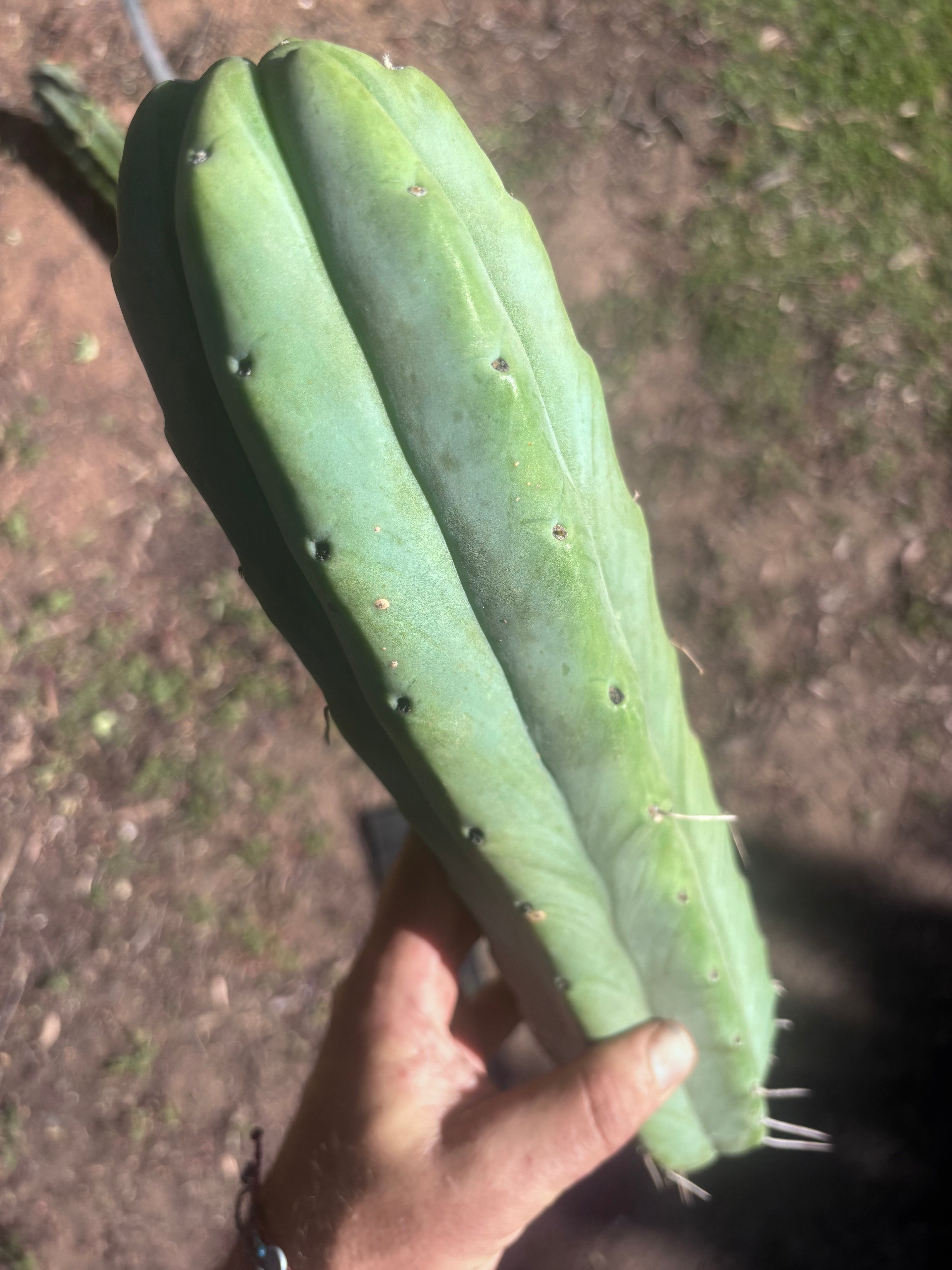 👑🌶️🌶️  Jiimz Twin Spine — XL 14” Tips